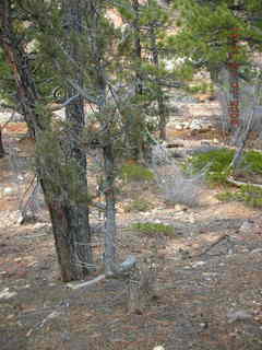 Bryce Canyon S-shaped tree