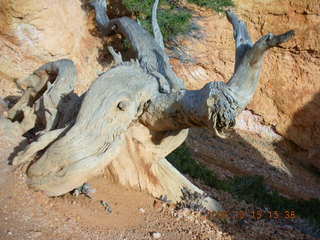 Bryce Canyon -- Queen's Garden trail