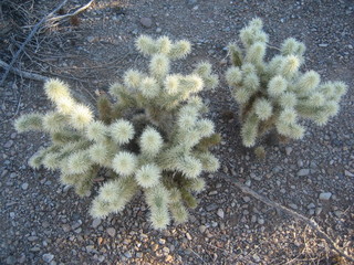 Lost Dog Wash -- Cholla