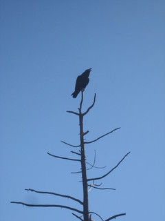 Christoph G. picture raven in a tree in Sedona