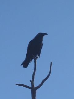 Christoph G. picture raven in a tree in Sedona