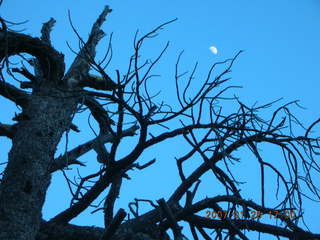 Zion National Park - east rim trail - moon in the silhouette tree