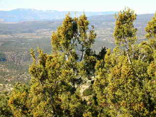 1961 624. Payson run