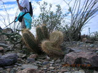 Cave Creek hike -- crested hedgehog cactus