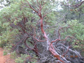 Sedona -- Secret Canyon hike -- Manzanita tree