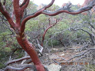 Sedona -- Secret Canyon hike -- Manzanita tree