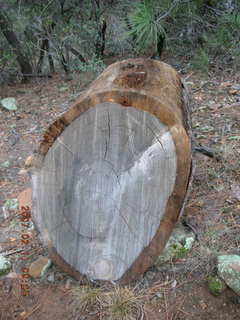 Sedona -- Secret Canyon hike -- old, cut tree with lots of rings