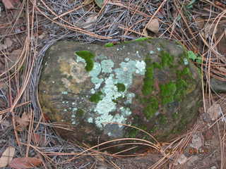 Sedona -- Secret Canyon hike -- lichens