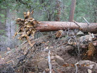 Sedona -- Secret Canyon hike -- uprooted tree