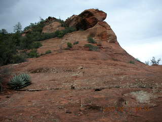 Sedona -- Secret Canyon hike -- old, cut tree with lots of rings