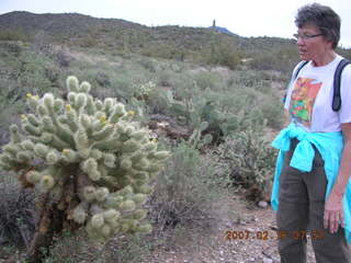 2246 62j. Cave Creek hike -- cholli about to bloom -- Bev
