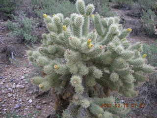 2247 62j. Cave Creek hike -- cholla about to bloom