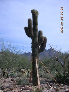 crested saguaro at Lost Dog Wash