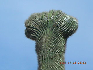 crested saguaro at Lost Dog Wash