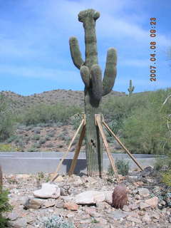 crested saguaro at Lost Dog Wash