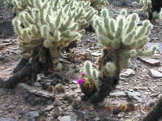 crested saguaro at Lost Dog Wash