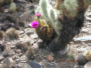 cactus in bloom at Lost Dog Wash