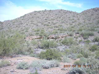 giant saguaro at Lost Dog Wash