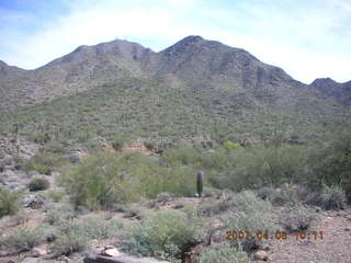 crested saguaro at Lost Dog Wash