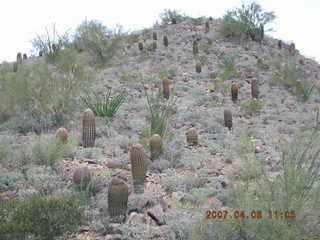 Lost Dog Wash - saguaro cacti