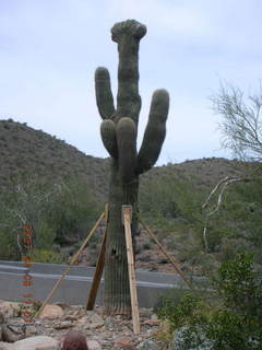 crested saguaro at Lost Dog Wash