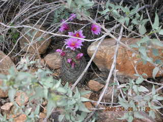 Quartz Trail at Lost Dog Wash