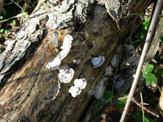 Tookany Creek - fungus on dead tree