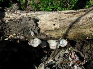 Tookany Creek - fungus on dead tree