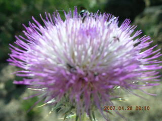 Bagdad run - close-up desert flower