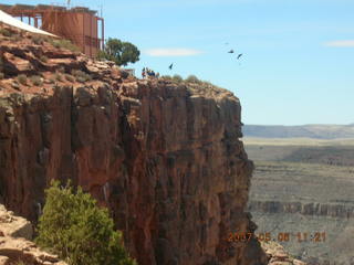 Grand Canyon West - birds