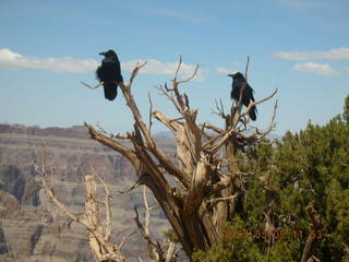 Greenbelt birds