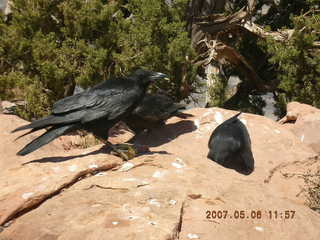 Grand Canyon West- birds