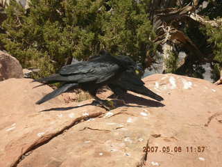 Grand Canyon West - birds