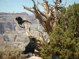 Grand Canyon West - birds