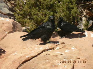 Grand Canyon West - birds in flight