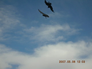 Grand Canyon West - birds in flight