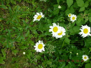 Welch, Minnesota, run - flowers