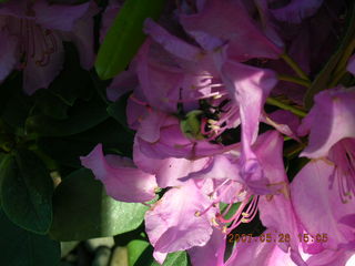 Welch, Minnesota - flowers