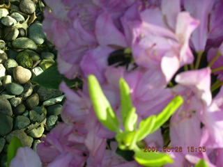 Welch, Minnesota - flowers - bumblebee