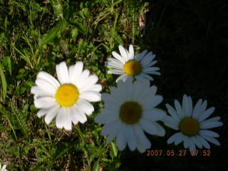 Afton run - white flowers close-up