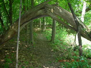 Carver Park trail - tree arch