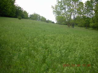 Carver Park meadow