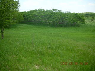 Carver Park meadow