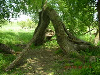 Carver Park meadow - another tree arch