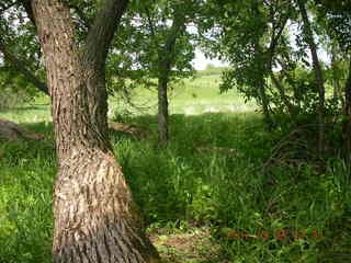 Carver Park meadow