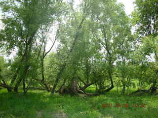 Carver Park meadow