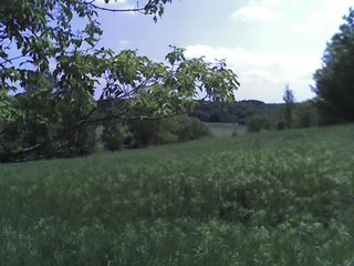 Carver Park meadow