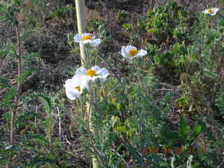 Young - flower on the run - run to Chapman Ranch - flowers