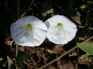 Young - flowers on the run - run to Chapman Ranch - flowers