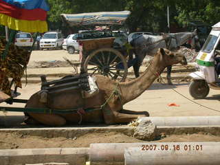 Agra - camel